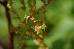 Rumex acetocella